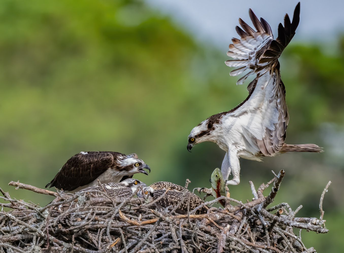 2nd PrizeOpen Nature In Class 3 By John Whitmore For Osprey Breakfast Delivered SEP-2023.jpg
